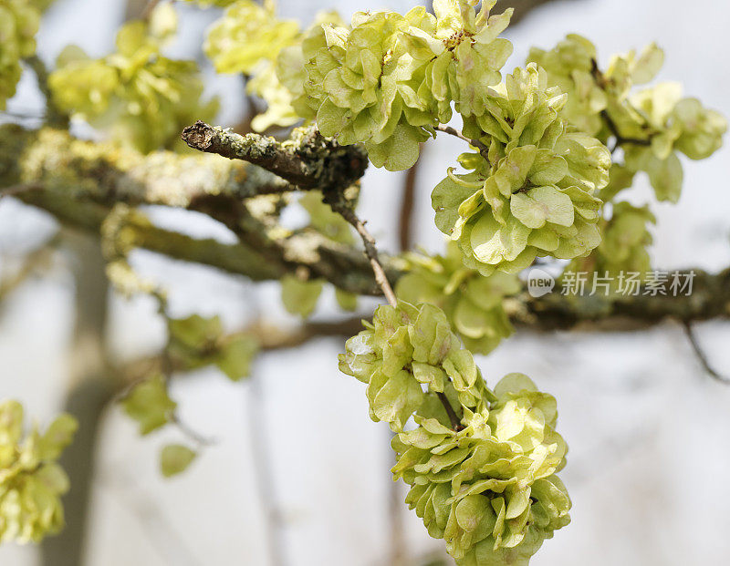 榆树(Ulmus glabra)果实